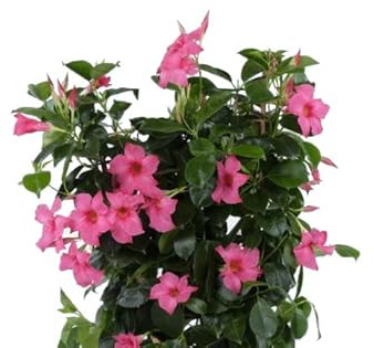 Dipladenia Rosa Natural Planta Primaveral con grandes Flores