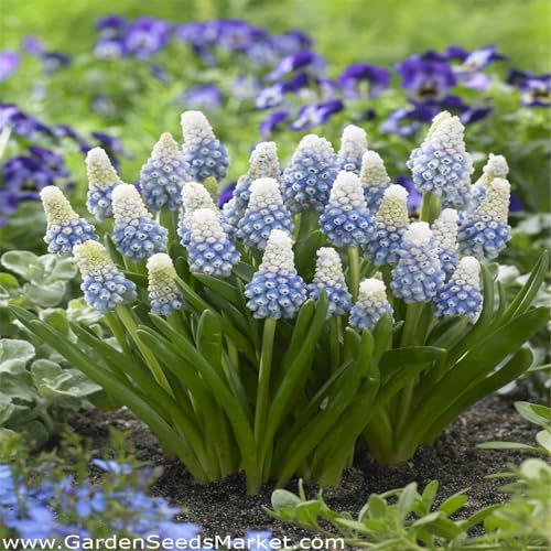 Hardy Perennial,Hyacinth Hyacinth Bulbs Plants UK, Excellent Display-10bulbs-C