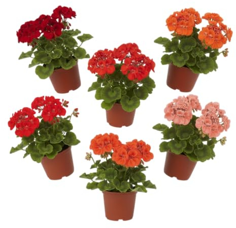 Pack Patio Colorido | Pack de 6 Geranios Naturales en Maceta DECOALIVE | Seis Plantas de Geranio Pelargonium para Interior y Exterior