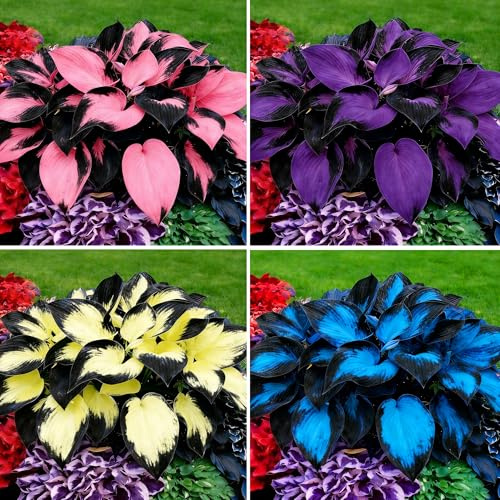 Mixrug Hosta Seeds for Planting, 200+pcs Rare Perennial Hosta Flower Seeds, Non-GMO Heirloom Long Blooming Plants Shaded Entry Pathway Flowers for Garden Outdoors