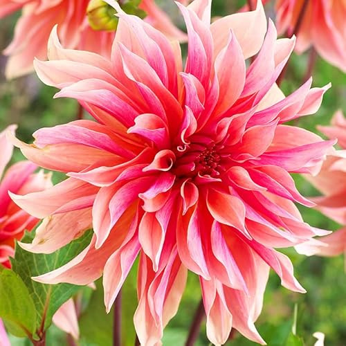 Labyrinth Decorative Dahlia Flower Bulbs - 3 Tubers per Pack - Deer Resistant - Good as Cut Flowers - Grows Well in Containers - Easy to Grow Live Plants - Outdoor Garden
