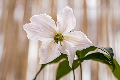 Clematis Hybride 'John Paul II' 60–100 cm – Winterhart, Mehrjährig, Pflegeleicht – Waldrebe – Kletterpflanze für Pergola & Rankhilfe