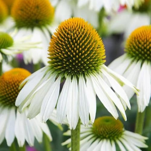 sonnenhut echinacea stauden trockenresistent 900samen