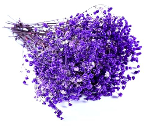 QZKJQDD Schleierkraut Trockenblumen – Getrocknete Blumen zum Basteln, Deko, Geschenkbox, Scrapbooks, Duftkerzen Handgefertigt (Lila, 5 Stöcke)
