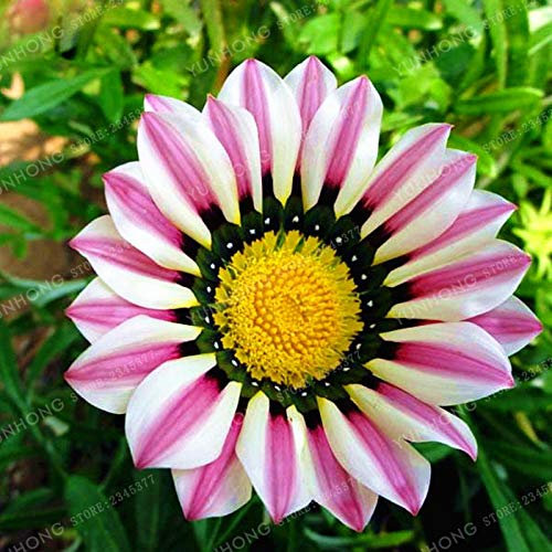 Graines de fleurs de tournesol pour un beau jardin blanc rose paquet de 100 graines