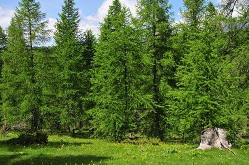 50st. Lärche – Larix decidua 50-80cm | Schnellwachsende Forst- & Gartenpflanze | Winterhart, robust & pflegeleicht, mit goldgelber Herbstfärbung | Wurzelware