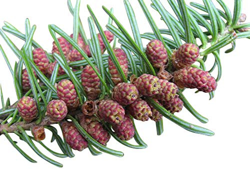 Balsam-Tanne Abies balsamea Samen 50 Samen