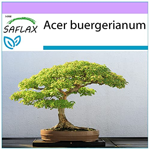 SAFLAX - Arce tridente - 30 semillas - Acer buergerianum