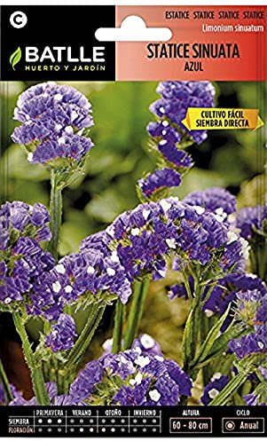 Semillas Batlle Statice Blu