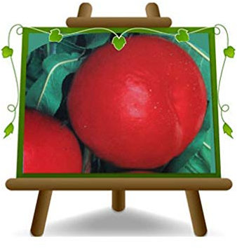 EURO PLANTS VIVAI Nectarines Pêches à chair jaune Nectaros plante fruitière porte en pot 20 cm hauteur 170 cm - Âge 2 ans
