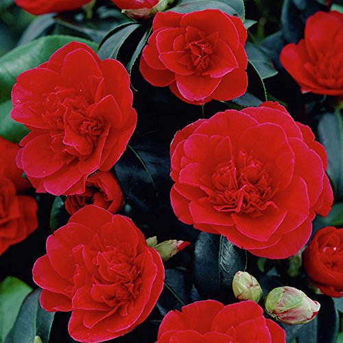 1 X CAMELLIA JAPONICA 'LADY CAMPBELL' BUSCHIGER IMMERGRÜNER STRAUCH ROBUSTE PFLANZE IM TOPF