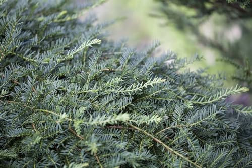 Taxus baccata 'Dovastoniana' 25–30 cm – Winterhart, Immergrün, Pflegeleicht – Eibe – Solitärgehölz & Heckenpflanze für Garten & Sichtschutz
