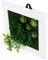 Alasum Cadre De Plante Succulente Artificielle Murale
