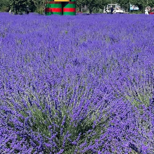 semillas de lavanda perennes resistentes, exóticas, jardín 400pcs