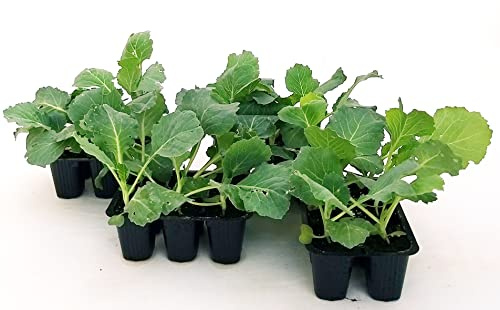 POWERS TO FLOWERS - CAVOLO NERO TOSCANO BIO. 16 PIANTE, Piante vere