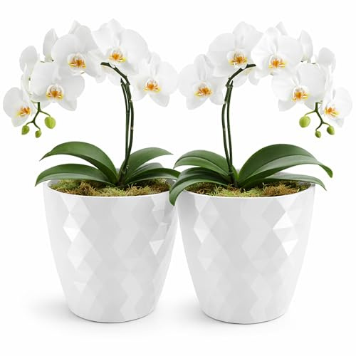 PECZEKO glänzender Blumentöpfe, Kunststoff-Pflanzentöpfe, dekorativer Blumentopf für große und kleine Blumen, 2er-Set Blumentöpf, Pflanztopf, Kräutertopf, (2 Pack) Weiß, ø 16 cm