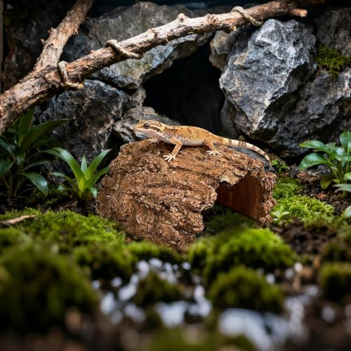 Reptil gömställen och grottor – skyddsgrotta av syntetisk harts | naturalistiskt gömställe för bartagamn, leopardgecko, sköldpaddsgroda | reptilgrotta – dekoration för amfibiakvarier