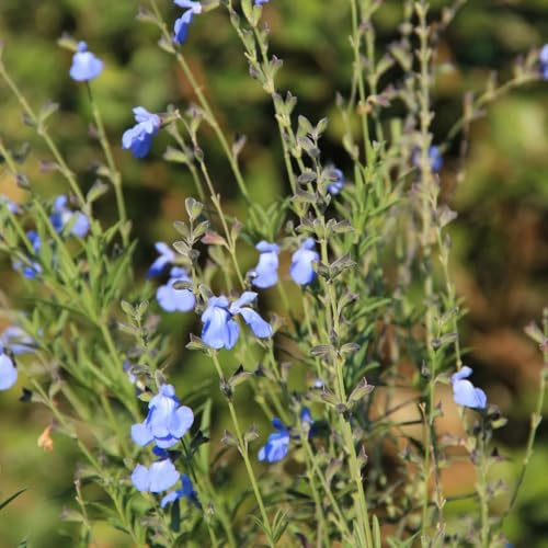 semillas de salvia - silvestres comprar, jardin resistentes, 75pcs