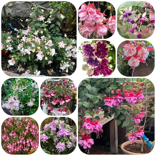 fuchsiensamen - fuchsien für sonnige plätze frühlingsblume, wildblumensamen winterharte deko balkon garten winterharte kübelpflanzen 200pcs
