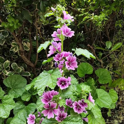 semi di malva rare esotiche giardino in vaso 750pcs