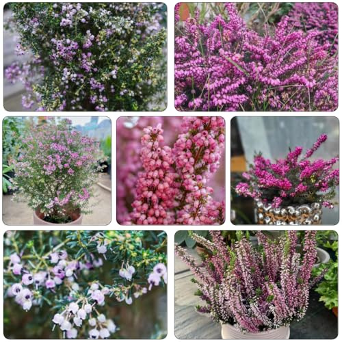 Heidekraut sommerblumen blumensaat schnittblumen biosaatgut schmetterlingsflieder balkongewächshäuser blumenwiese herbstaussaat mehrjährig blumenbeet balkon blumendeko blumenstauden 600samen