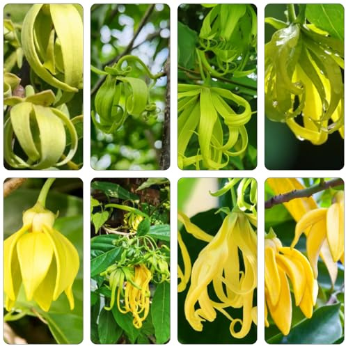 ylang ylang balkon garten blumensaat hängepflanzen winterhart mehrjährig winterharte balkonpflanzen Cananga odorata - pflanztöpfe winterharte stauden für pralle sonne wildkräuter 200samen