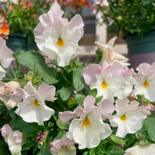 semi di viola del pensiero - giardino roccioso, resistente al freddo esotiche 250pcs