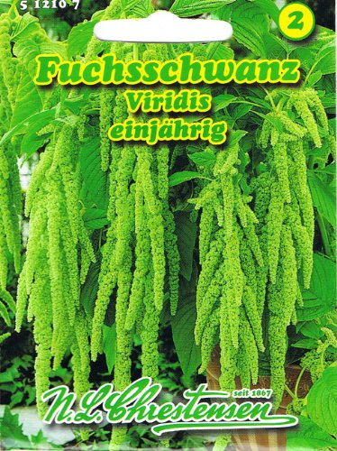 Fuchsschwanz Viridis Amaranthus caudatus