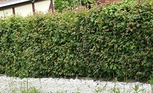 10 Stück Feldahorn im Topf/Container Größe 30 bis 50 cm