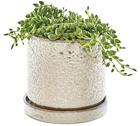 Chive,12.7 cm große Minute, Sukkulenten, Kaktustopf und Untertasse, ideal für den Innen- und Außenbereich, Gartendekoration (elfenbeinfarben)