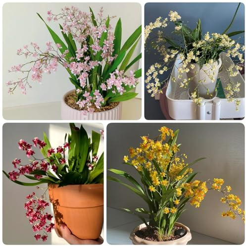 Semi di orchidea Oncidium, da giardino Oncidium hybridum, semi di selvatici giardino di autunnali resistenti regali sostenibili vecchie varietà 200pcs