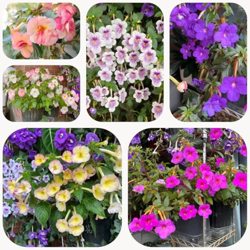 semi di achimene - balcone giardino resistenti esotiche 100pcs