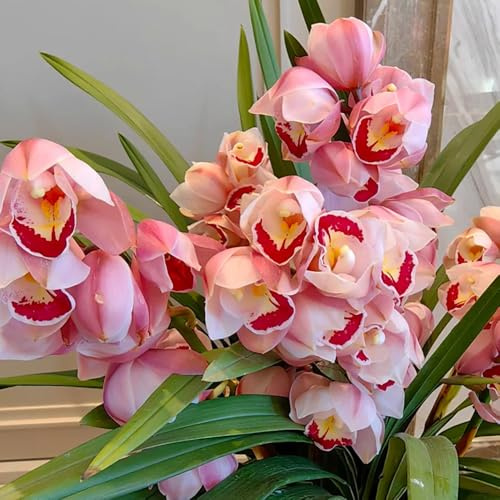 cymbidium orchideesamen - balkon winterhart bodendecker outdoor stauden mehrjährig 80pcs