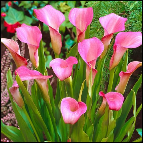 Blumenzwiebel Mix, Winterhart pflanzen, Mehrjährige Blumenzwiebel ist winterhart, Mysteriöse magische Glühbirne, Winterhart zwiebeln-2 Calla Lilien zwiebeln