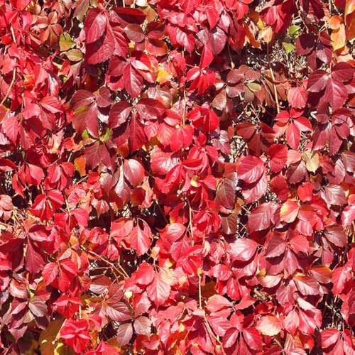 40 pezzi semi di scalatrici - da giardino Parthenocissus tricuspidata, scalatrici resistenti balcone