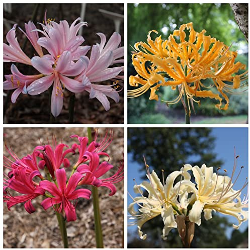 Perenne resistente/Regalo/Crescita, giardini e balconi, Raro Rizoma Di Lycoris radiata, Resistente All'Inverno, 6bulbs-E
