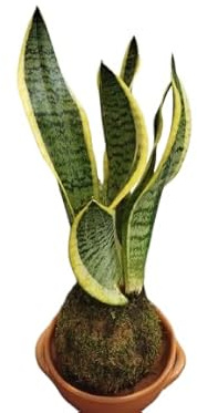 Kokedama con Planta Natural Lengua de Suegra – Sansevieria Laurentii – DECOALIVE