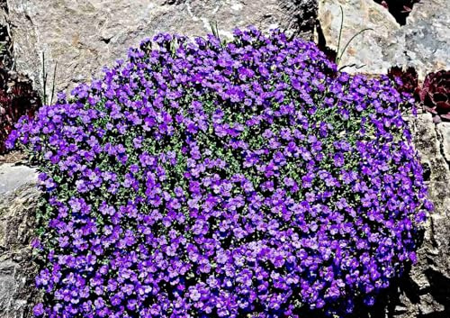 Blaukissen Hybride Whitewell Gem Samen, Aubrieta cultorum, Bodendecker mit kissenartigem Wuchs (2000 Samen)