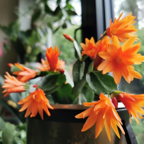 Cactus di Natale - mix di grasse e rampicanti biologiche, da interno in vaso da ufficio decorazioni giardino per esterni, autunnali, 40semi