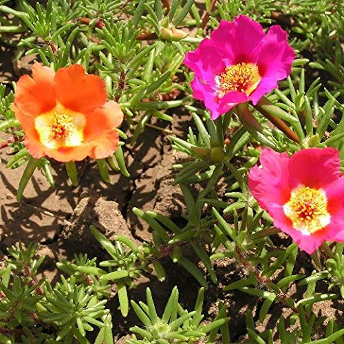 PORTULACA SEMPLICE MISCUGLIO NR.500 SEMI