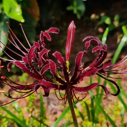giglio ragno - Lycoris Radiata giardino balcone giardino balcone ufficio selvaggio decorazione primavera 4Bulbi