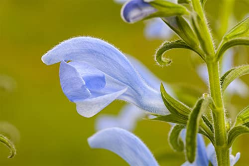 Salvia pratensis 9x9 cm Topf – Winterhart, Mehrjährig, Pflegeleicht – Wiesensalbei – Staude für Beet & Naturgarten