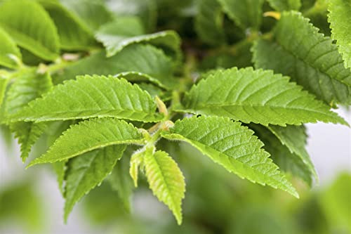 Ulmus hollandica 'Jacqueline Hillier' 40-60 cm - Holländische Ulme, kompakter Wuchs, ideal für Bonsai, pflegeleicht und winterhart