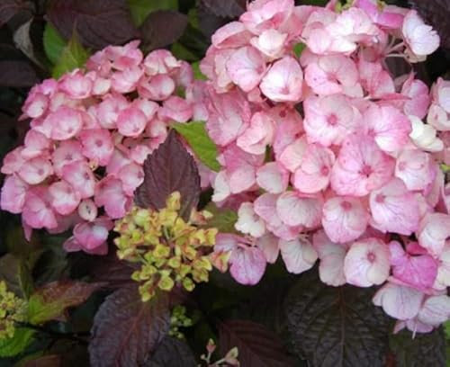 Tellerhortensie Preziosa - Schirmhortensie - Gartenhortensie - Hydrangea serrata Preziosa