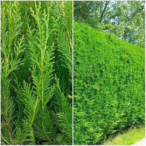 ¡¡¡ 10 Plantas !!! natural, Altura 50-60 cm, cipres Leylandii para setos, pantalla visual, cortavientos y como árbol ornamental. Segura Garden.