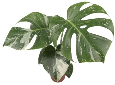 DECOALIVE Monstera Deliciosa Variegata Estilo Tropical y Patrón Bicolor Ideal para Espacios Modernos
