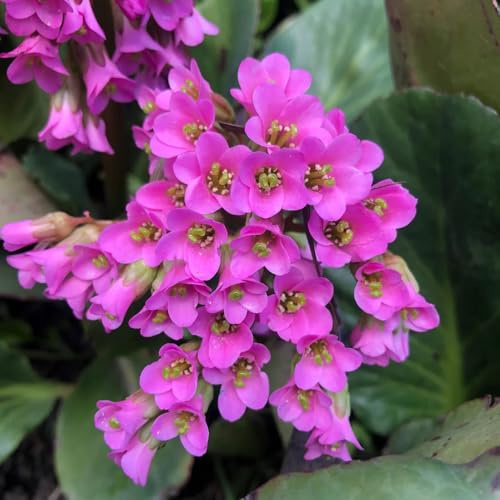 Semi di autunnali di Bergenia, esotiche Bergenia cordifolia - giardino roccioso sono resistenti rare da balcone decorazione del giardino 100pcs