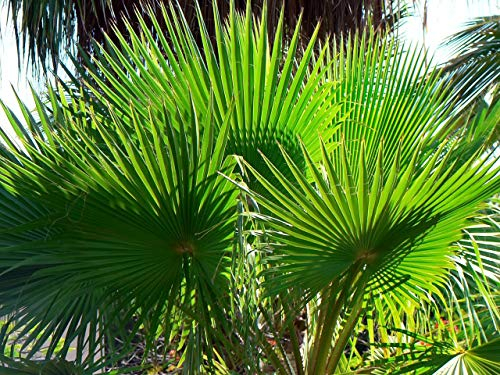 Washingtonia robusta 20 Palmensamen Petticoat-Palme