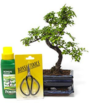 Chinese Elm Bonsai Tree Kit - 7 Year Old Bonsai Tree with Plant Feed & Scissors
