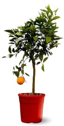 Attitude Jardin - Oranger - agrume méditerranéen - arbre fruitier - 75-85 cm - ⌀ 22 cm